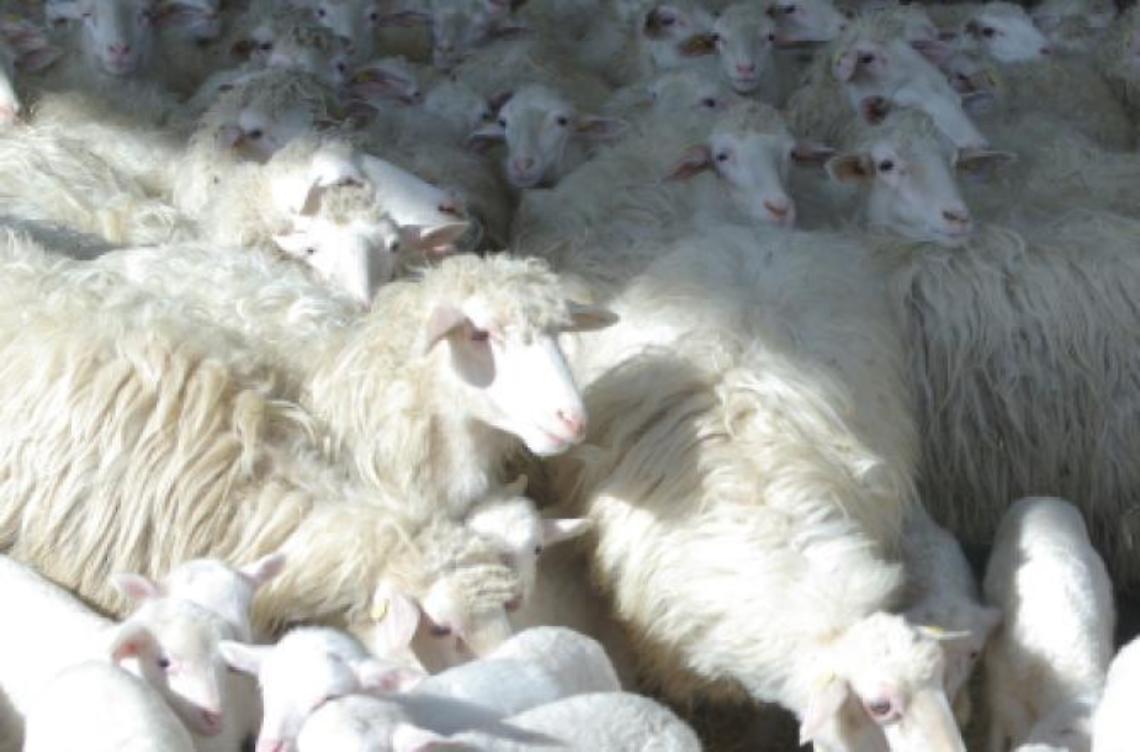 Fermato con un carico di 80 pecore: maxi multa da 18mila euro
