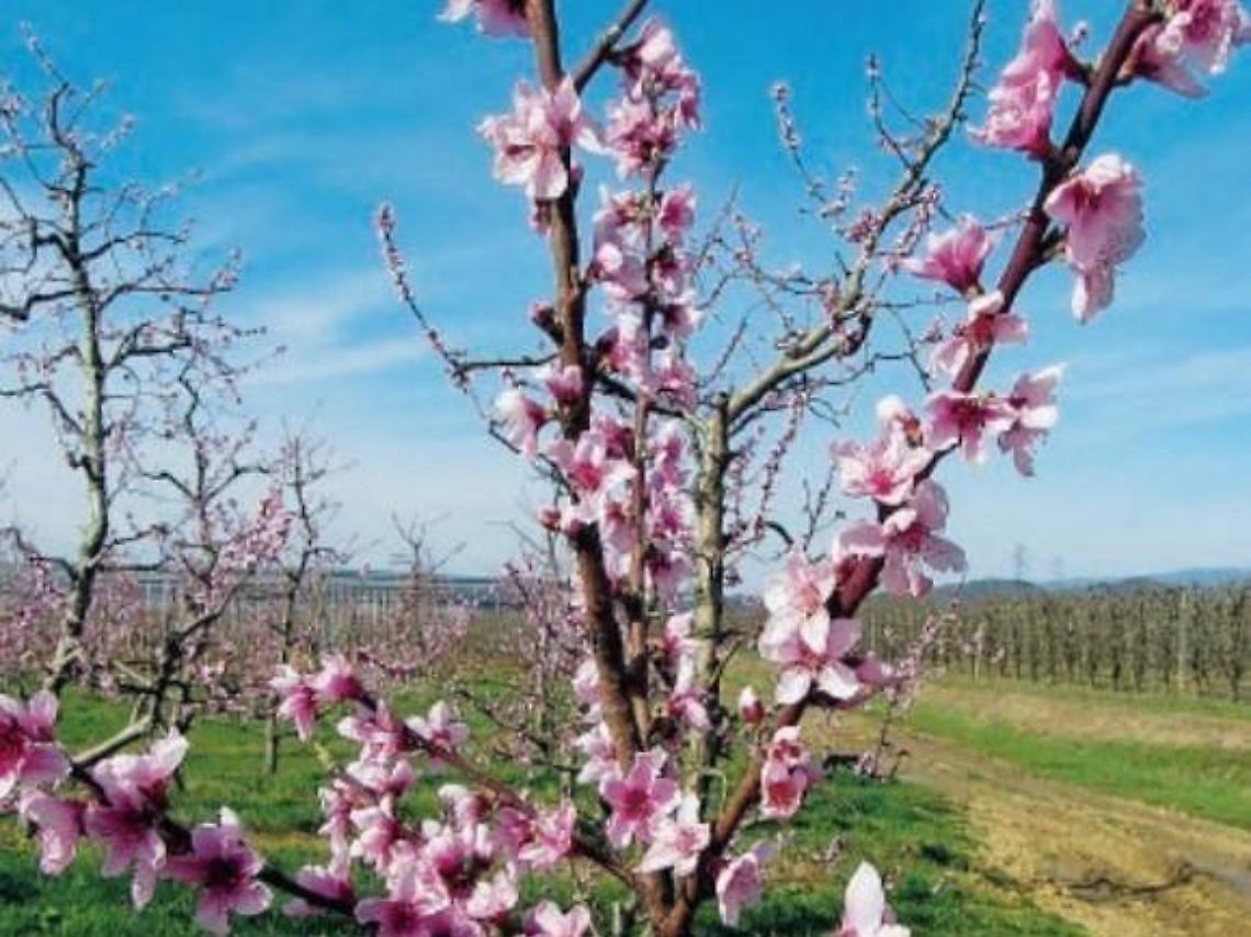 Campagne già in fiore: a marzo caldo anomalo e siccità. Agricoltura a rischio