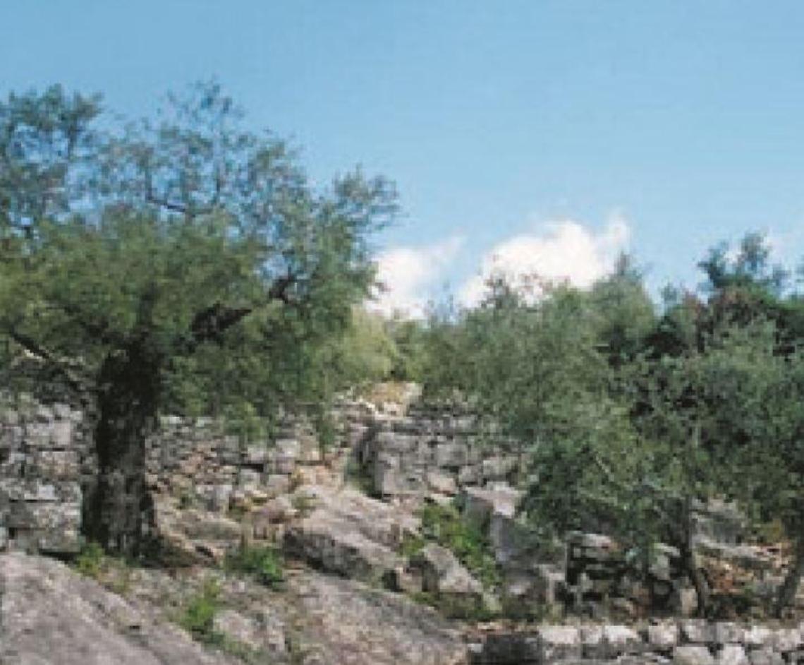Gli oliveti ciociari vanno alla conquista della Cina e puntano al Giahs