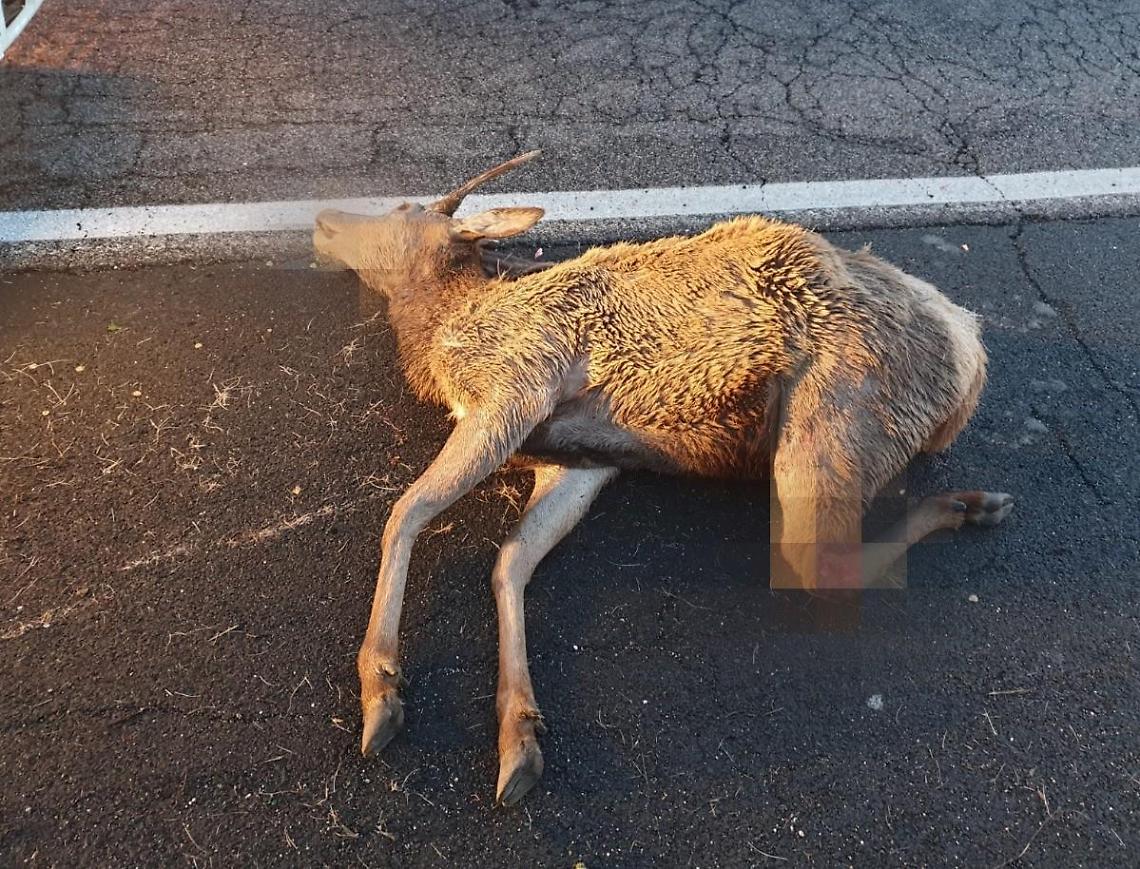 Camion investe e uccide un cervo in superstrada. Paura per il conducente