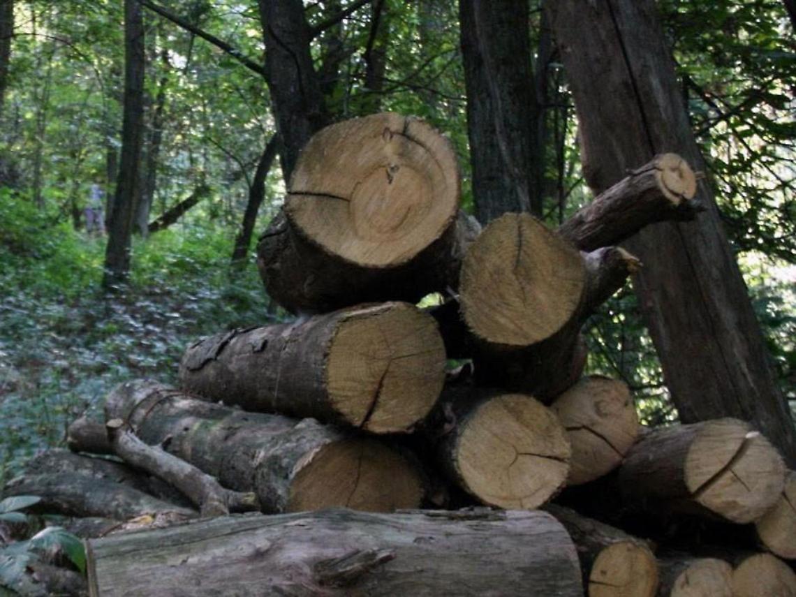 Tagli abusivi nel bosco: arriva la denuncia di Fare Verde