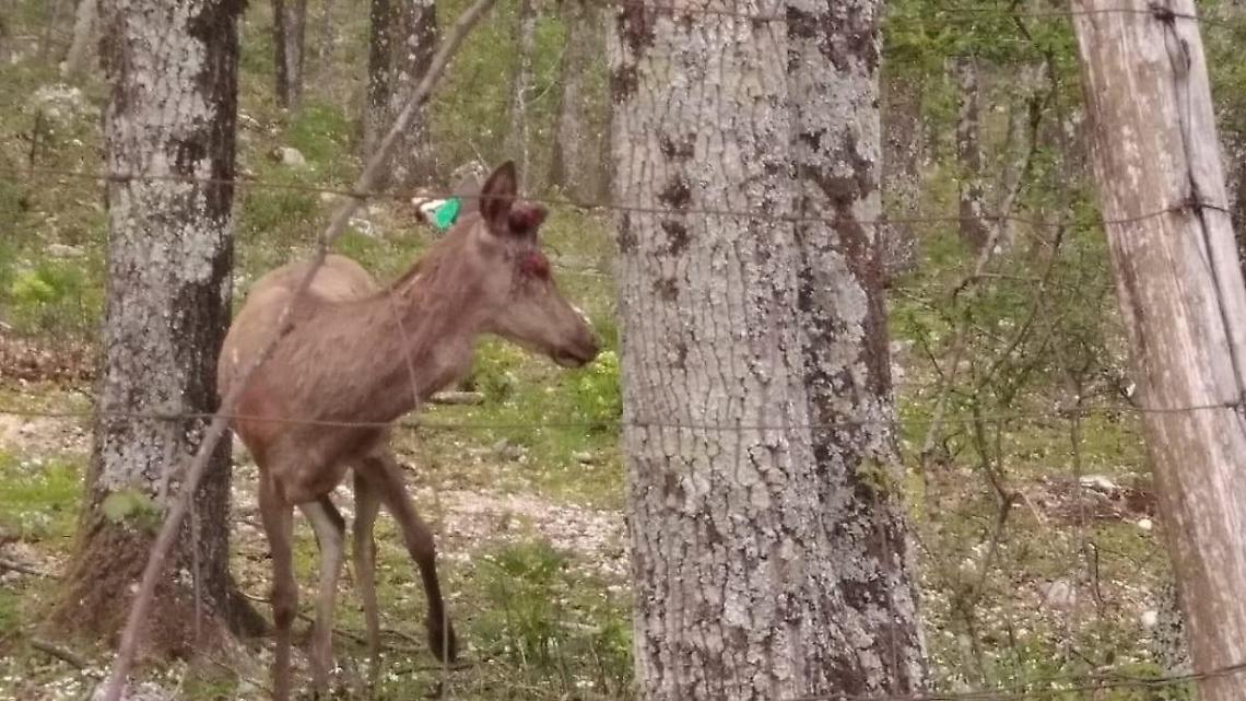 Oasi degli Ernici: donato un cervo di due anni dal Parco dei Simbruini