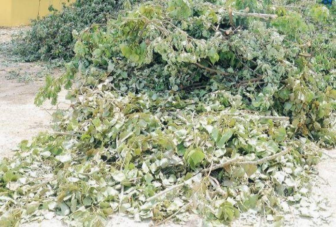 Residui di potature, il numero verde non risponde. L'odissea dei cittadini