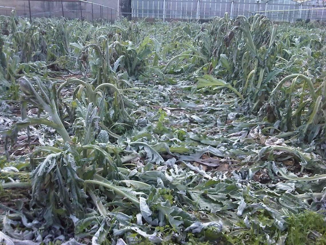 Maltempo fiori stagione: coltivazioni devastate, danni ingenti