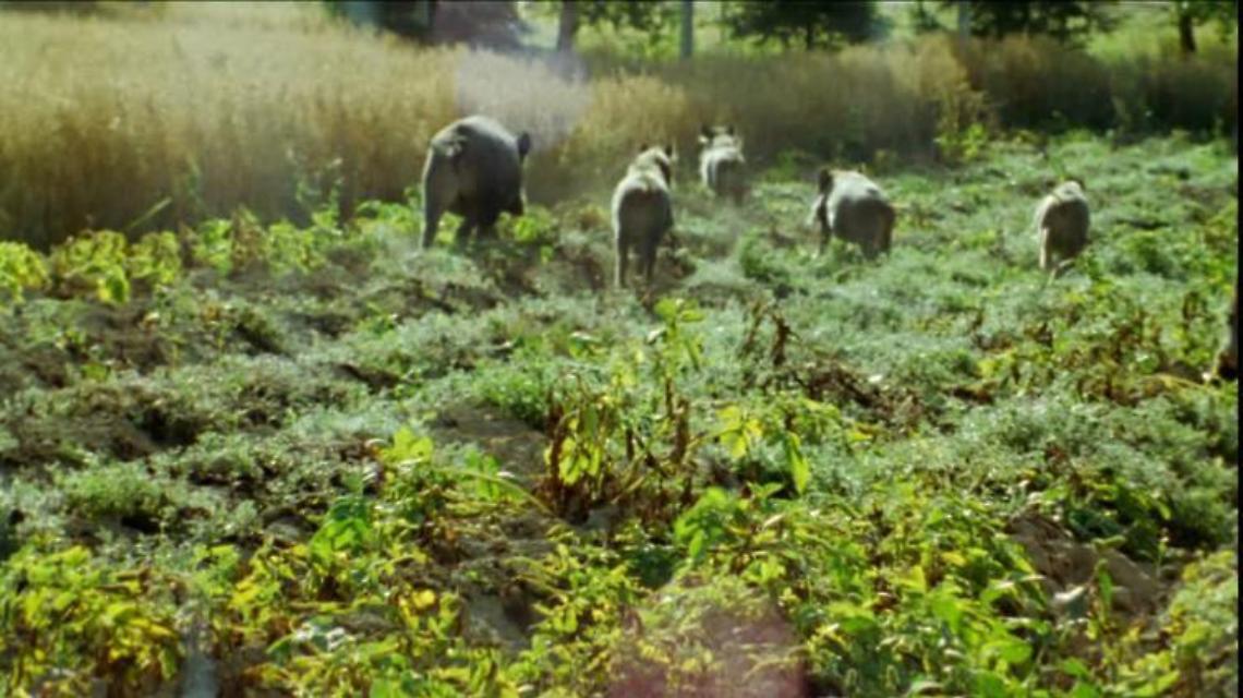 Danni provocati dalla fauna selvatica: indennizzi per gli allevatori