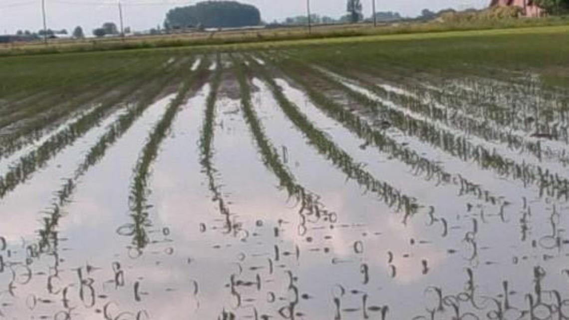 Maltempo, la pioggia raddoppia e manda le campagne ko: l'allarme