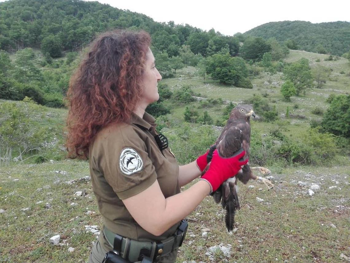 Parco Monti Simbruini: liberati una civetta e un falco che erano rimasti feriti