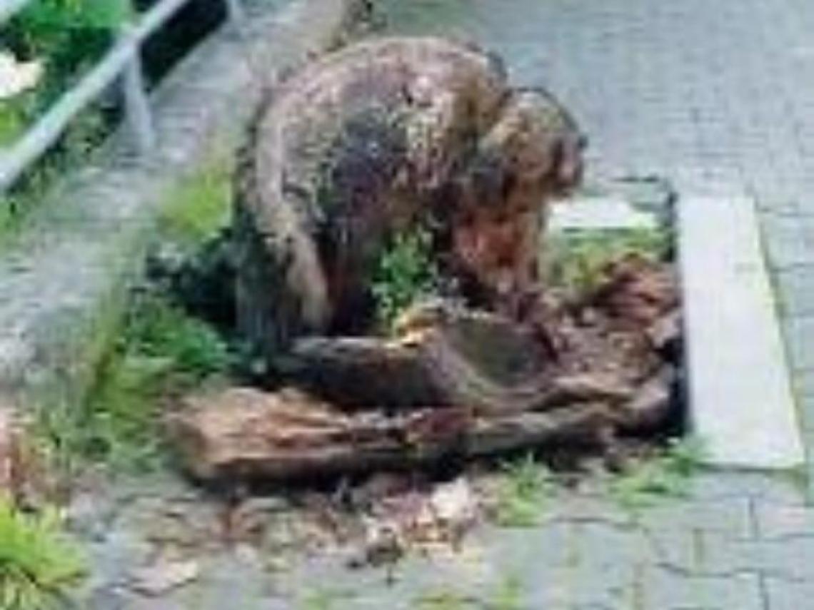 Frosinone, marciapiede pericoloso in via America L atina