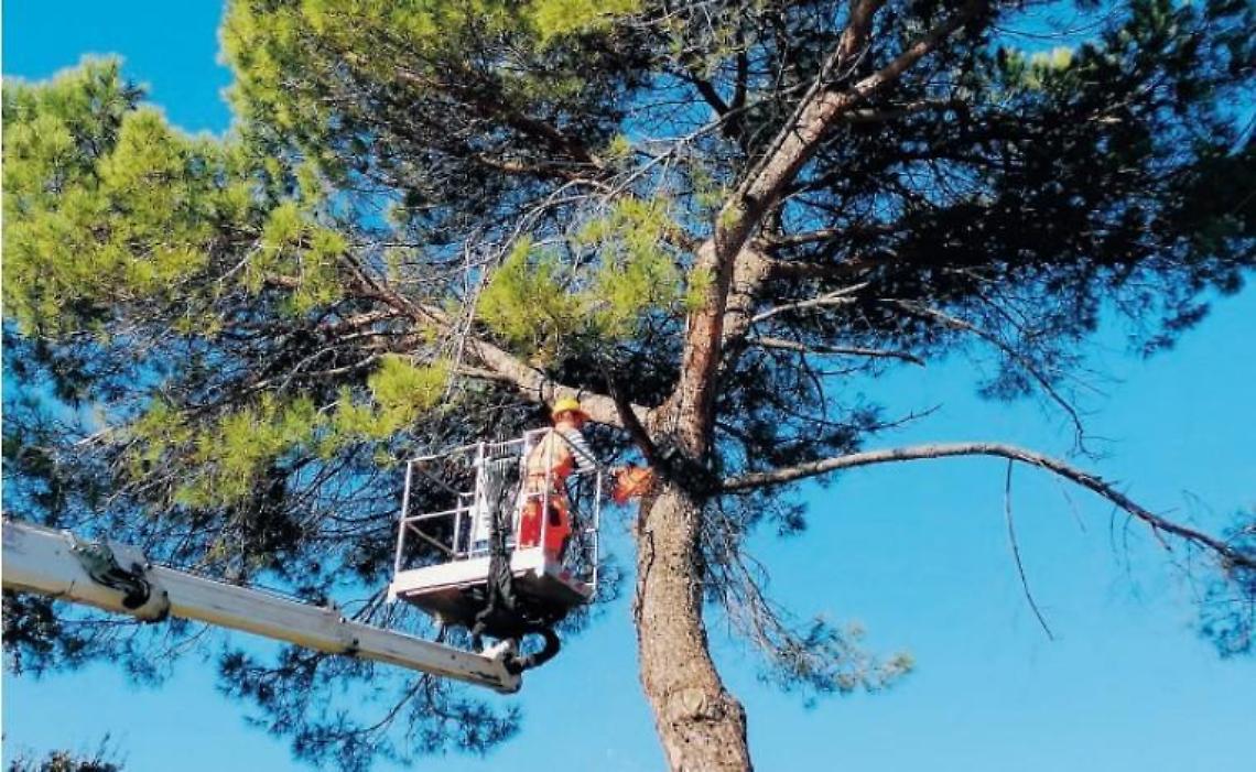 Pini pericolosi davanti all'ufficio postale: tagliati per garantire la sicurezza