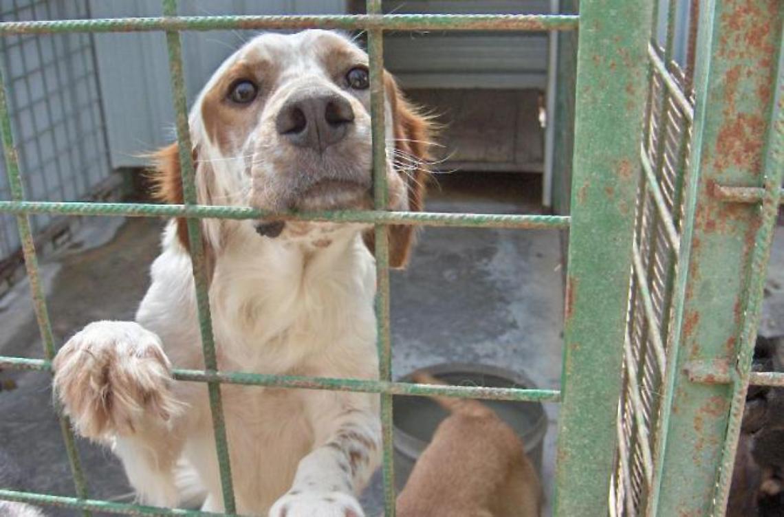 Lotta al randagismo e tutela degli animali, ecco il nuovo accordo