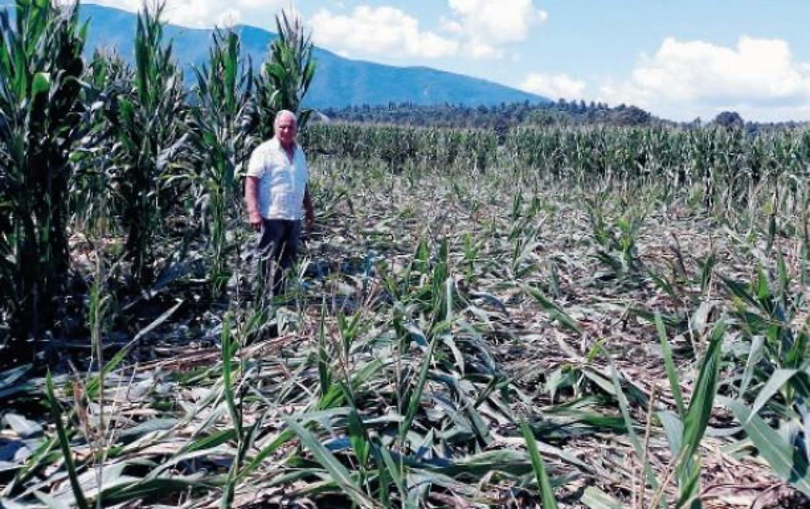Cinghiali, ormai è un vero incubo: coltivazioni devastate. E' allarme rosso