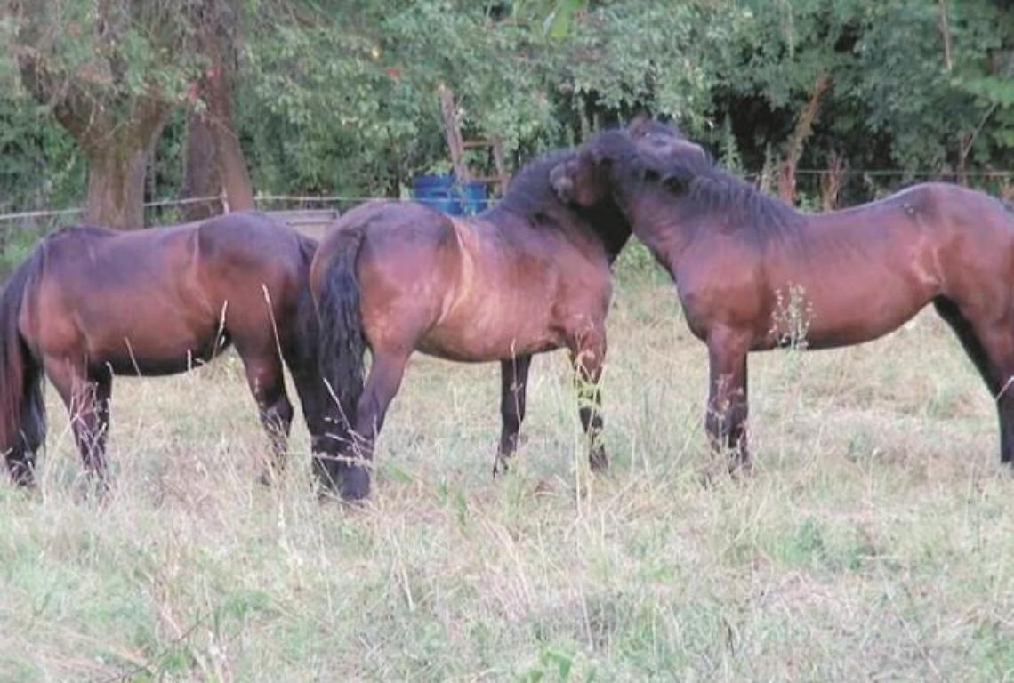 Simula un furto e vende cavalli con l'anemia: allevatore finisce nei guai