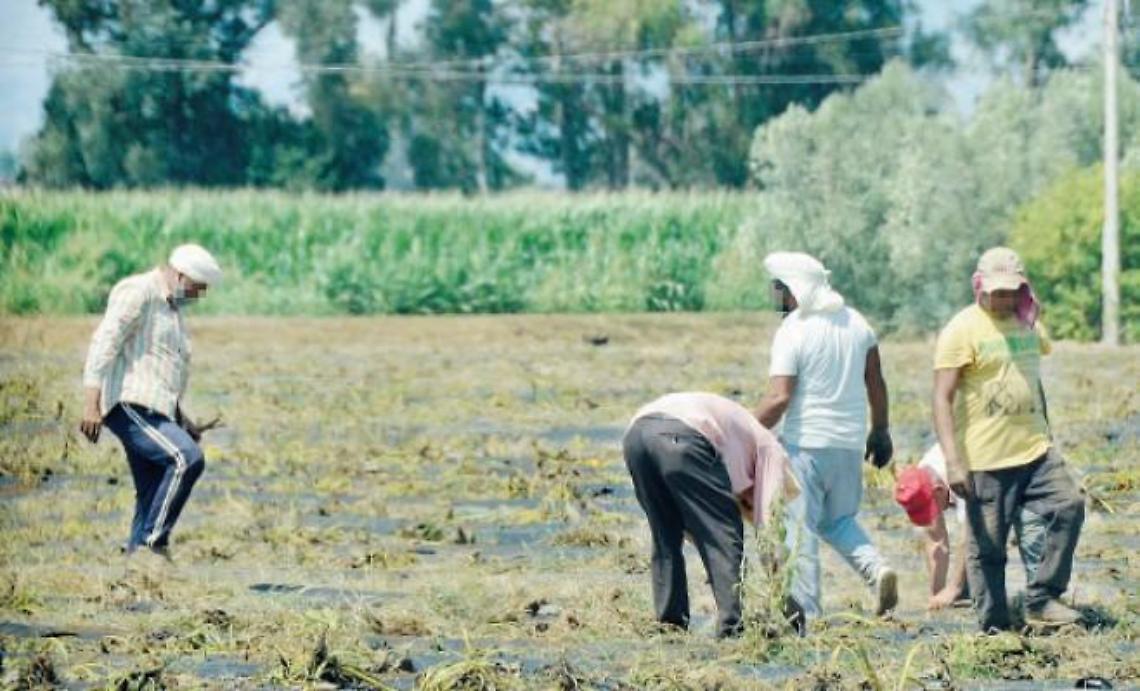 Una legge contro il caporalato: dignità e diritti in agricoltura