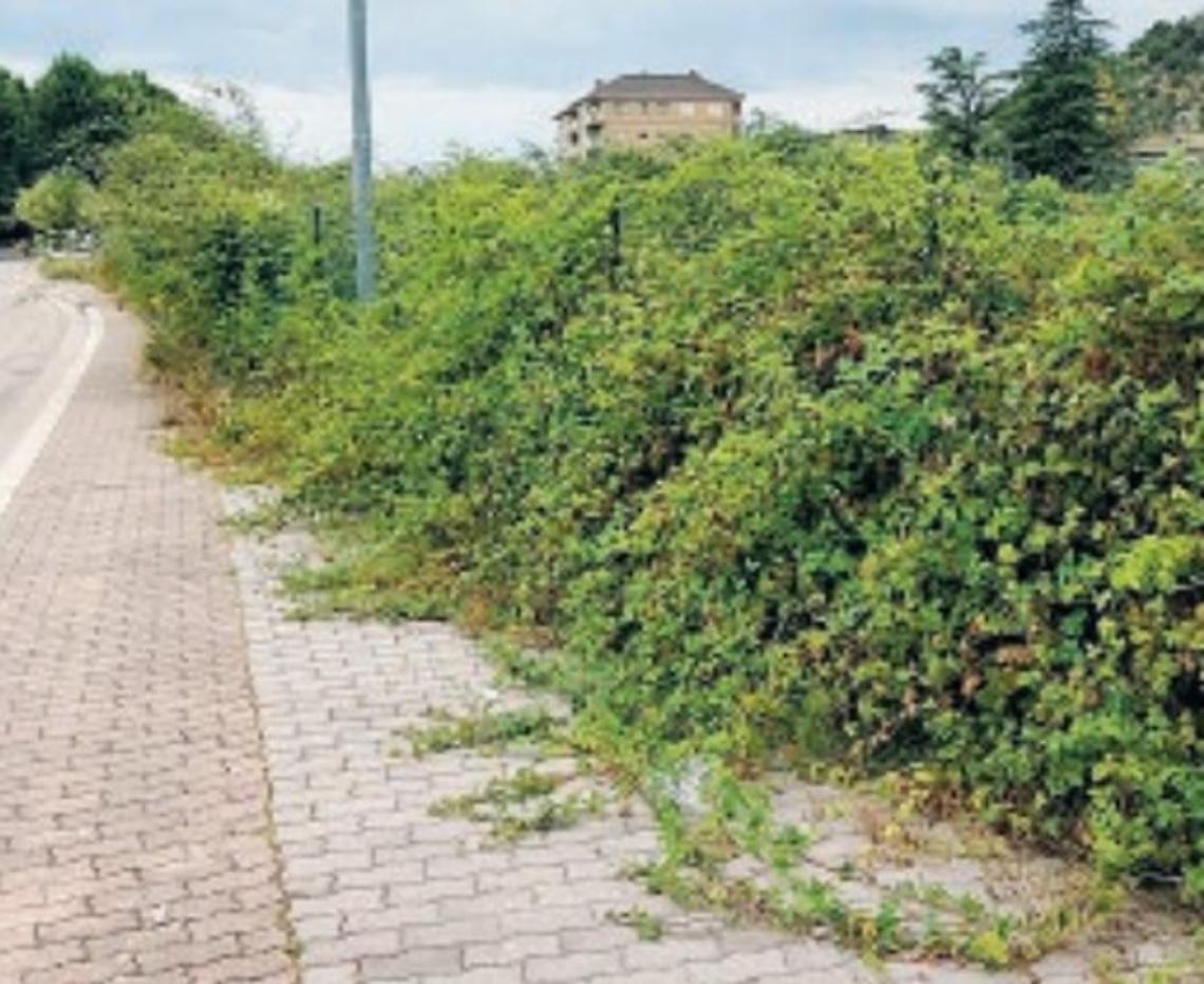 Sora, città come una giungla: vegetazione fuori controllo e cittadini indignati