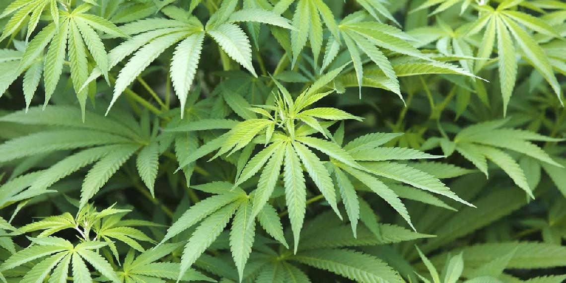 Va nel suo terreno e trova una piantagione di marijuana: tutto sotto sequestro