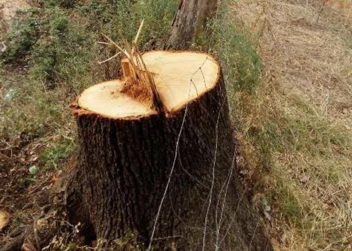 Entrano nel terreno del vicino e tagliano querce secolari: ora sono nei guai