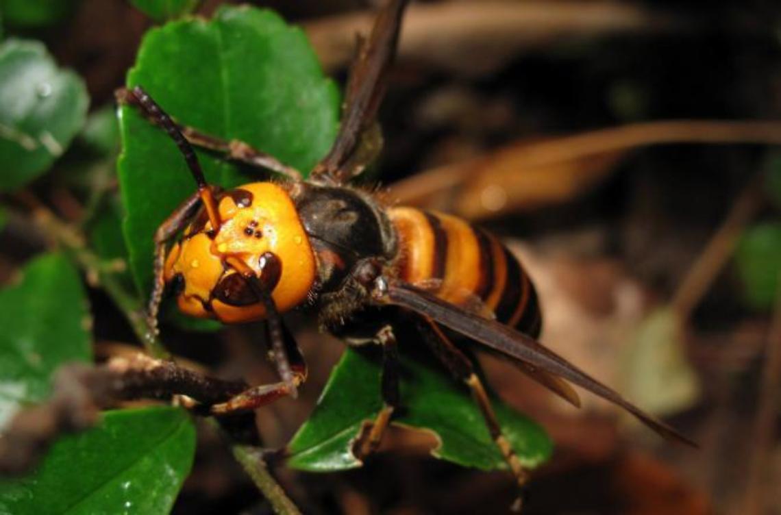 Viene punta da un calabrone e finisce in una scarpata: paura sulla provinciale