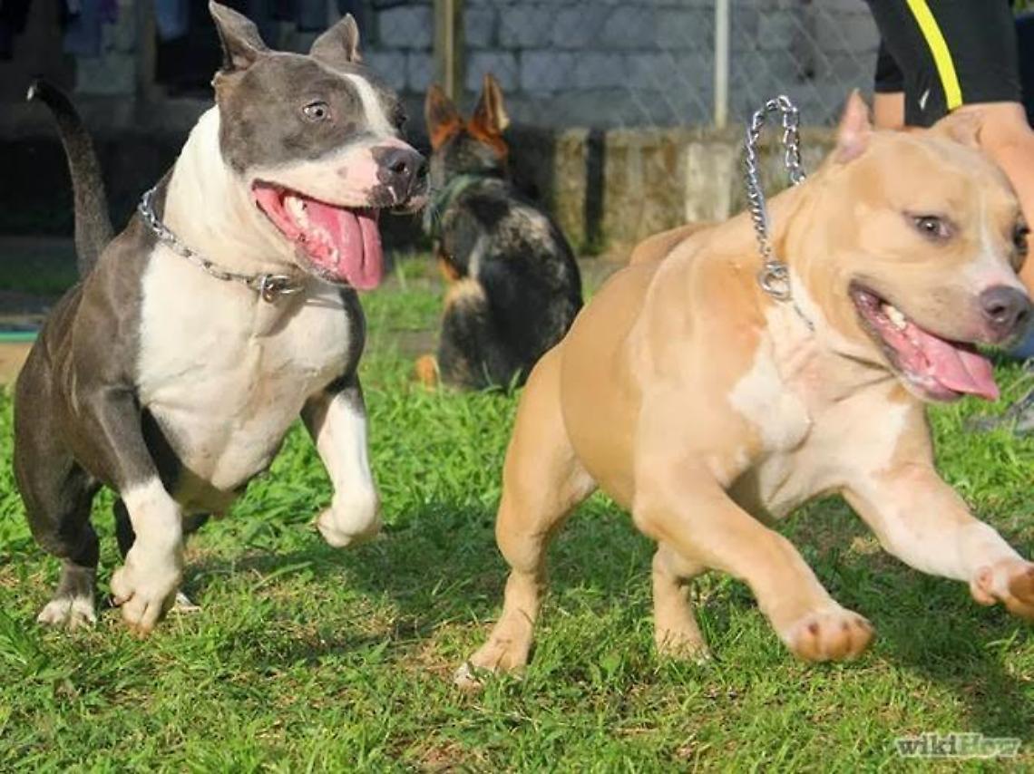 Vanno in vacanza e lasciano 4 pitbull: i vicini non riescono ad uscire di casa