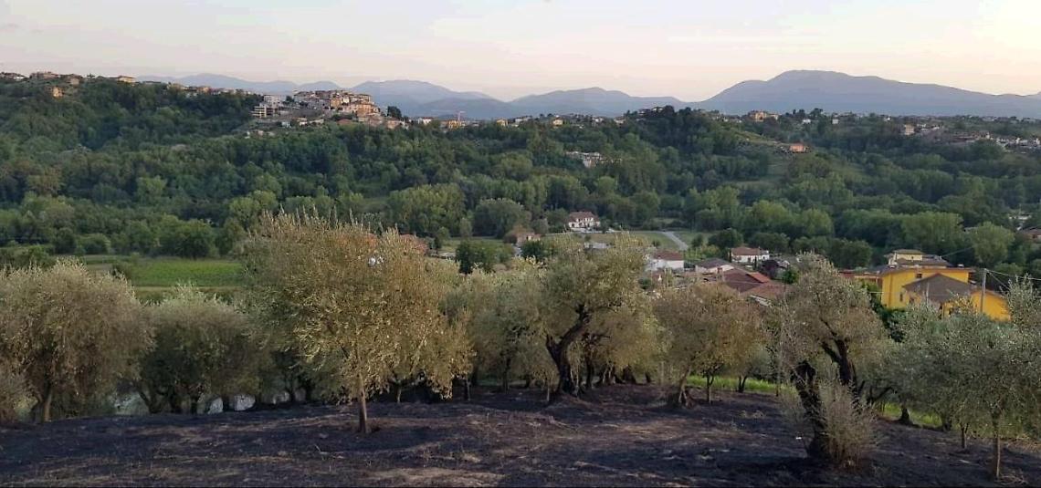 Fiamme alte e uliveti danneggiati: i residenti lanciano l'allarme