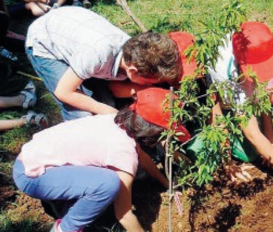 Un albero per ogni italiano: un'idea che piace. Ma servono le condizioni giuste
