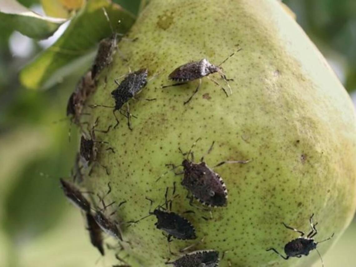 Clima impazzito: con il ritorno del caldo nei campi è allarme cimice asiatica