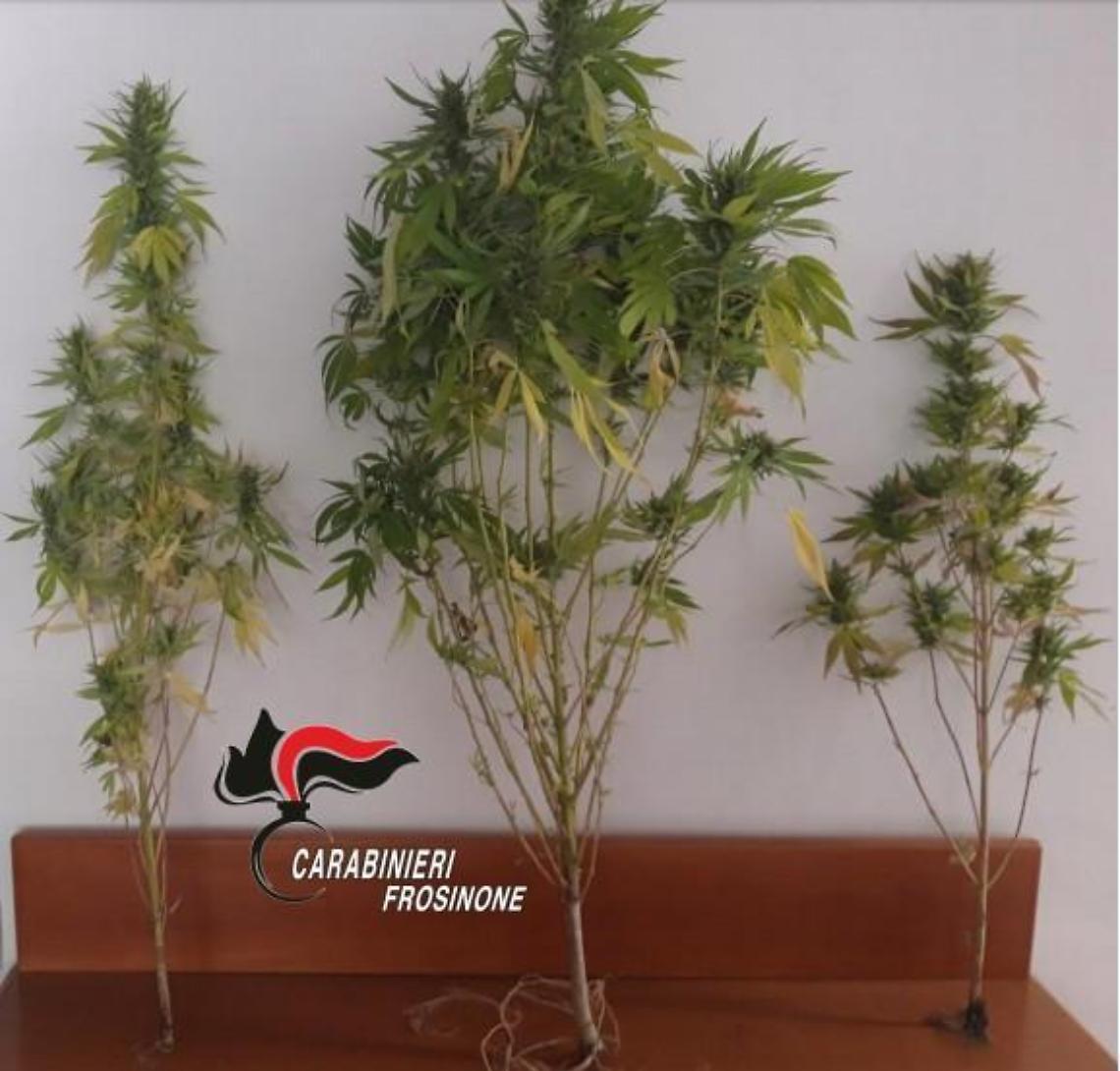 Con una piantagione di marijuana sul suo terreno: 40enne nei guai