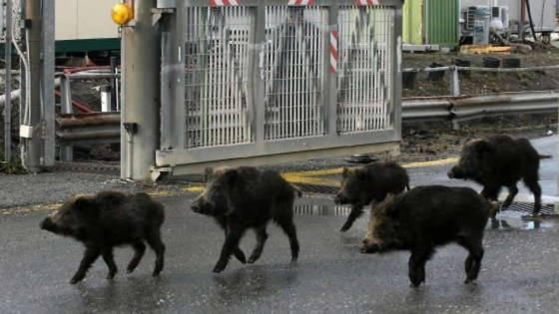 Circondato e inseguito dai cinghiali, riesce a fuggire e a barricarsi in casa
