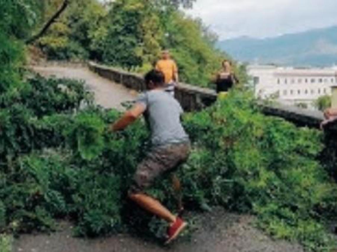 Albero si abbatte sulla strada: turisti bloccati e tanto spavento