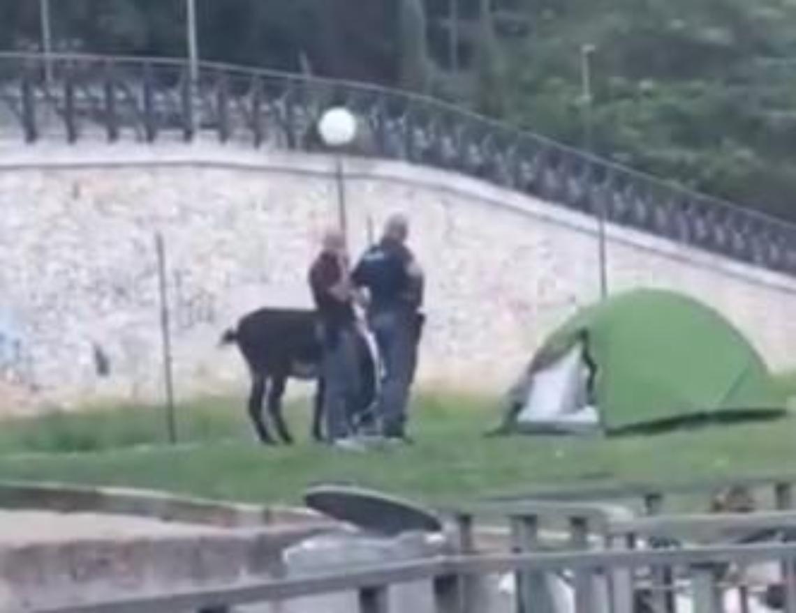 Pellegrino "parcheggia" l'asino fuori della tenda: arriva la polizia