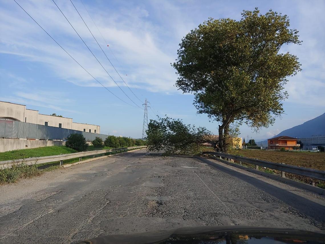 Stradone Asi, stop ai lavori. E intanto cadono anche gli alberi