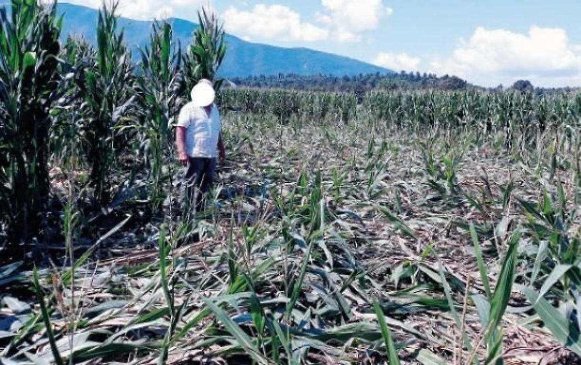 Coltivazioni distrutte dai cinghiali: colture decimate nella notte