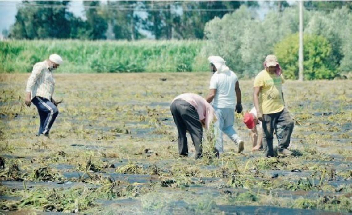 Caporalato, un prodotto alimentare su cinque è irregolare: l'analisi
