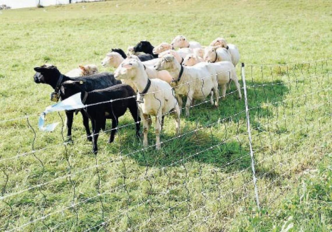 Stalking a colpi di... pecore e caprette: donna colpita da paura e ansia