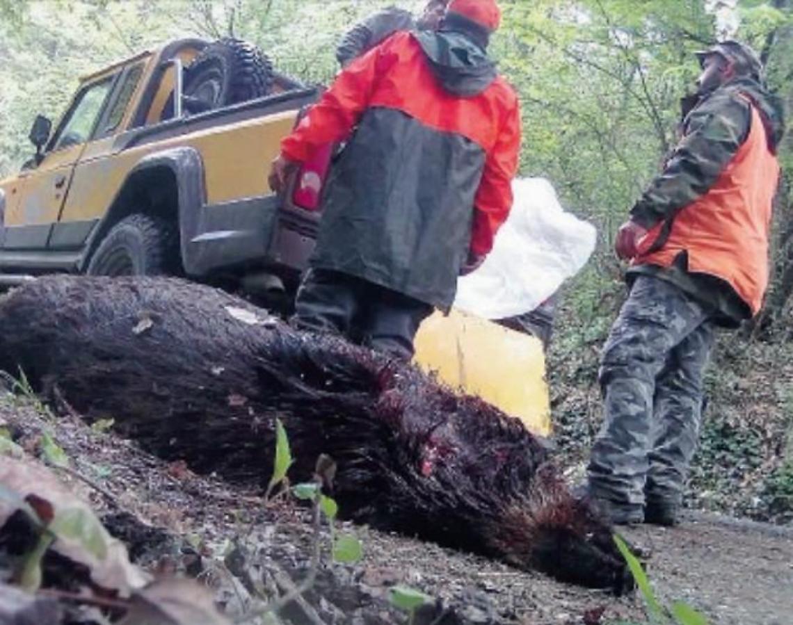 Carne di cinghiale, primo caso di trichinosi scoperto in Ciociaria: è allerta
