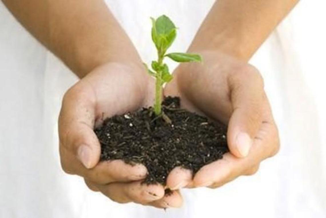 'Progetto Ossigeno': piantati 20 alberi per i nati nel 2018