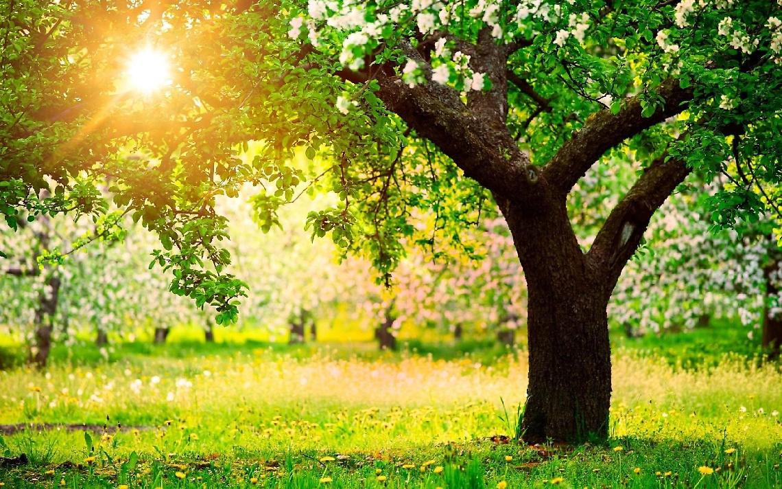 Giornata dell'albero, anche Vallecorsa tra i comuni che aderiscono
