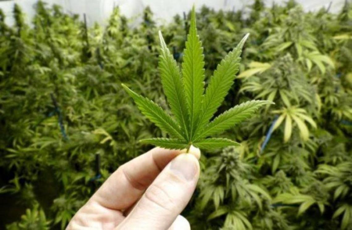 Via libera alla cannabis a tavola, un vero e proprio boom: la novità