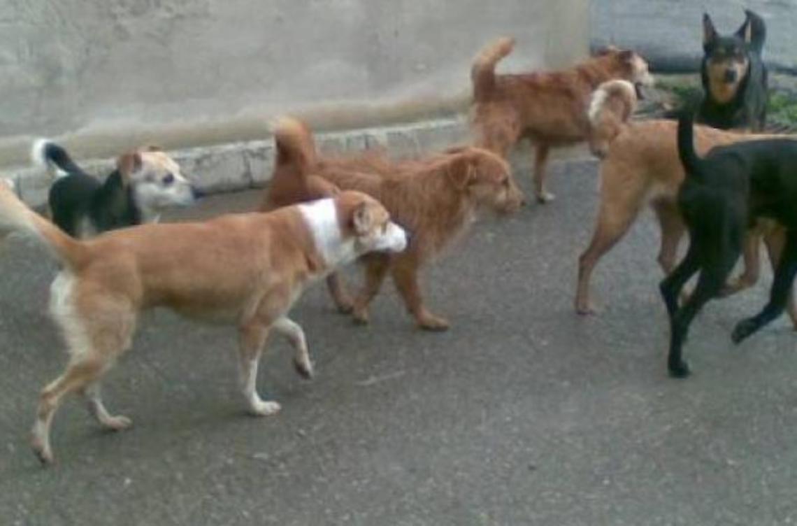 Emergenza randagi, donne messe in fuga dai cani incustoditi: esplode la rabbia