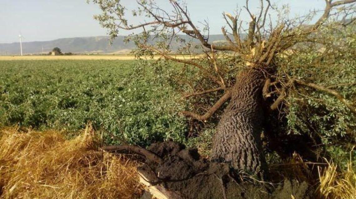 Maltempo, campi devastati: preoccupa l'aumento delle bufere di vento