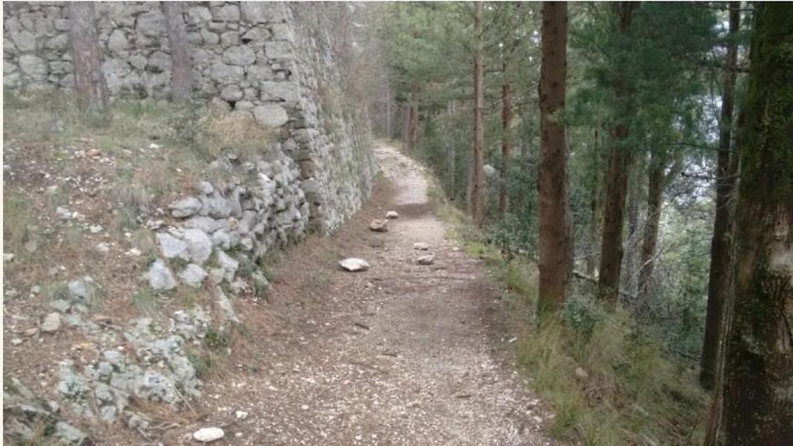 Albero pericolante sul sentiero del castello: i cittadini lo rimuovono