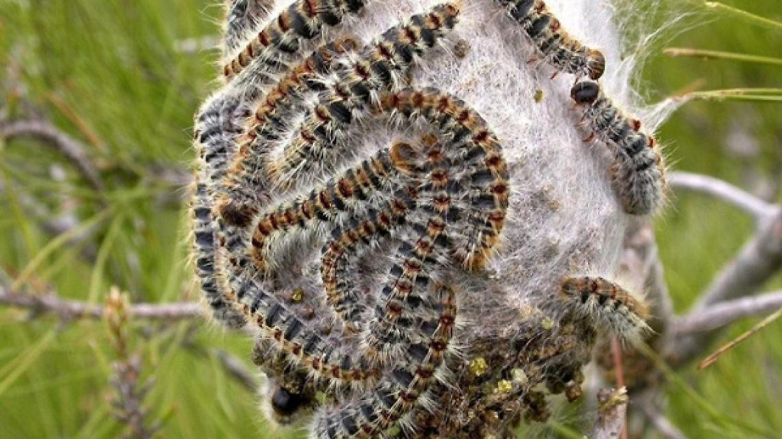 Clima impazzito e caldo anomalo: è già pericolo processionarie