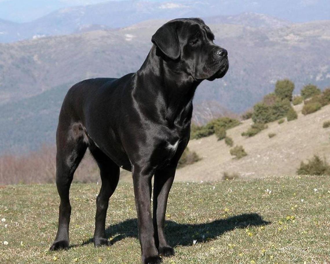 Azzannata alla testa dal suo cane: ora vive nel terrore e chiede aiuto a tutti