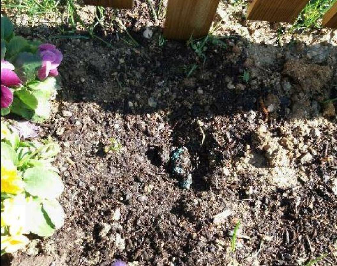 Esche avvelenate: cani e gatti nel mirino. Ma anche i bambini sono in pericolo