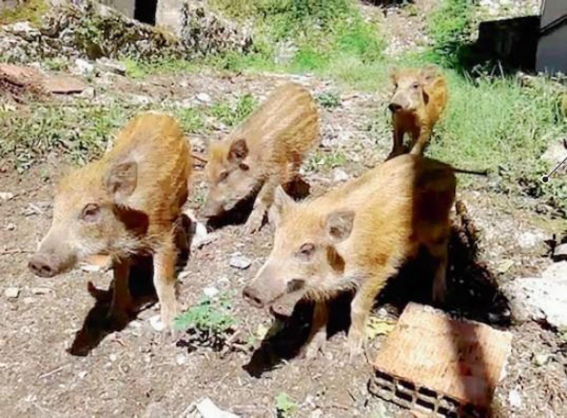 Invasione di cinghiali nei campi e nei giardini privati: una vera emergenza