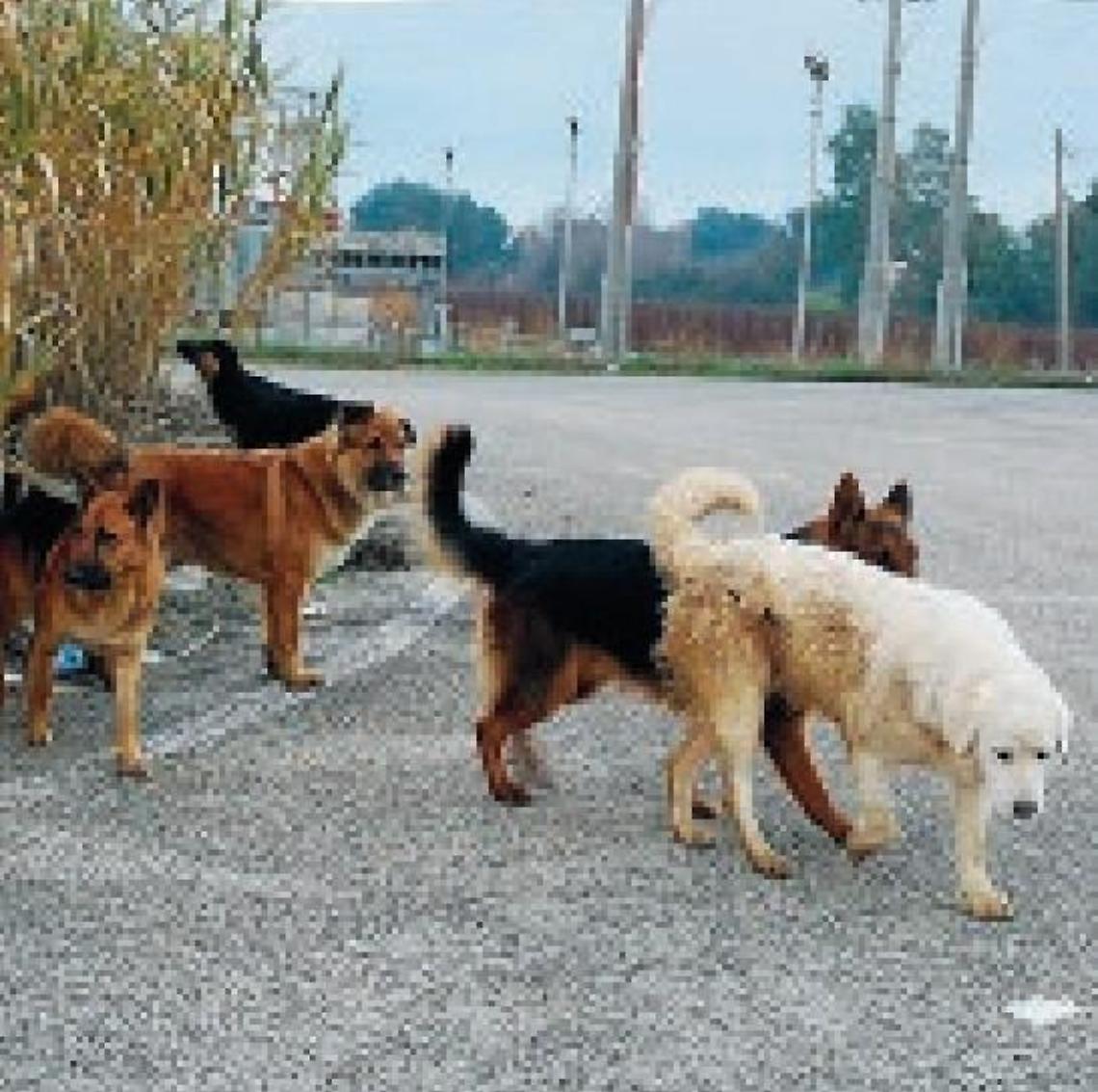 Strage di cani avvelenati: raccapriccianti ritrovamenti in paese