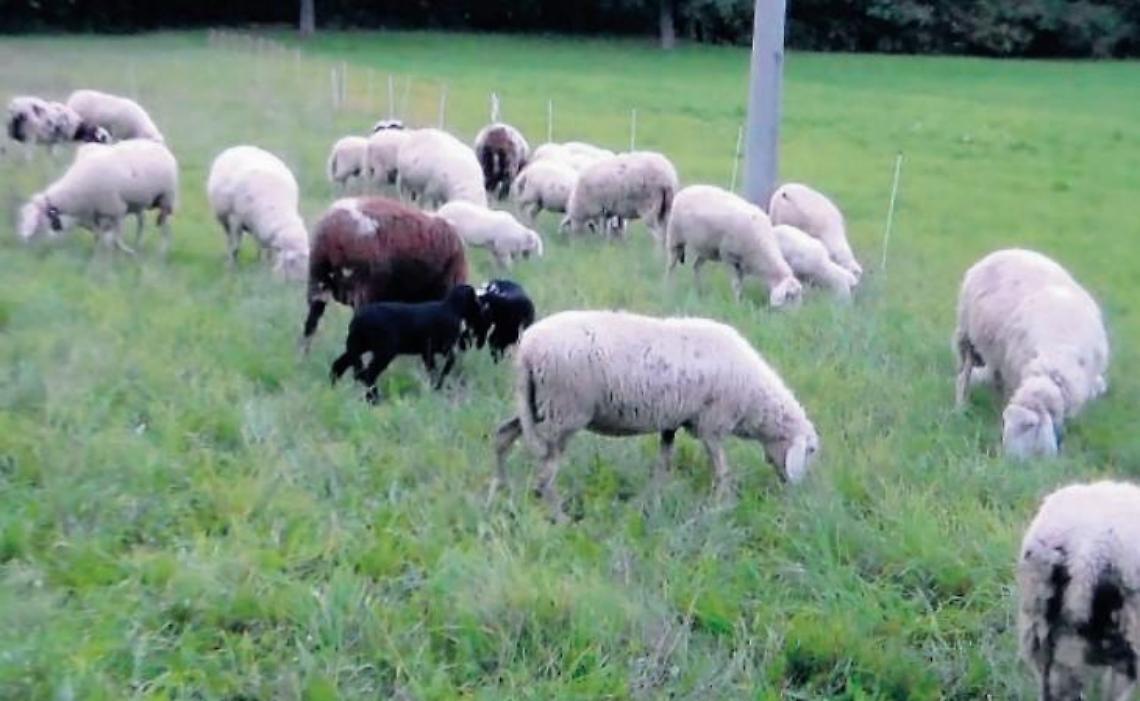Pecore fatte a pezzi, sbranate da un branco di lupi in pieno giorno: l'allarme