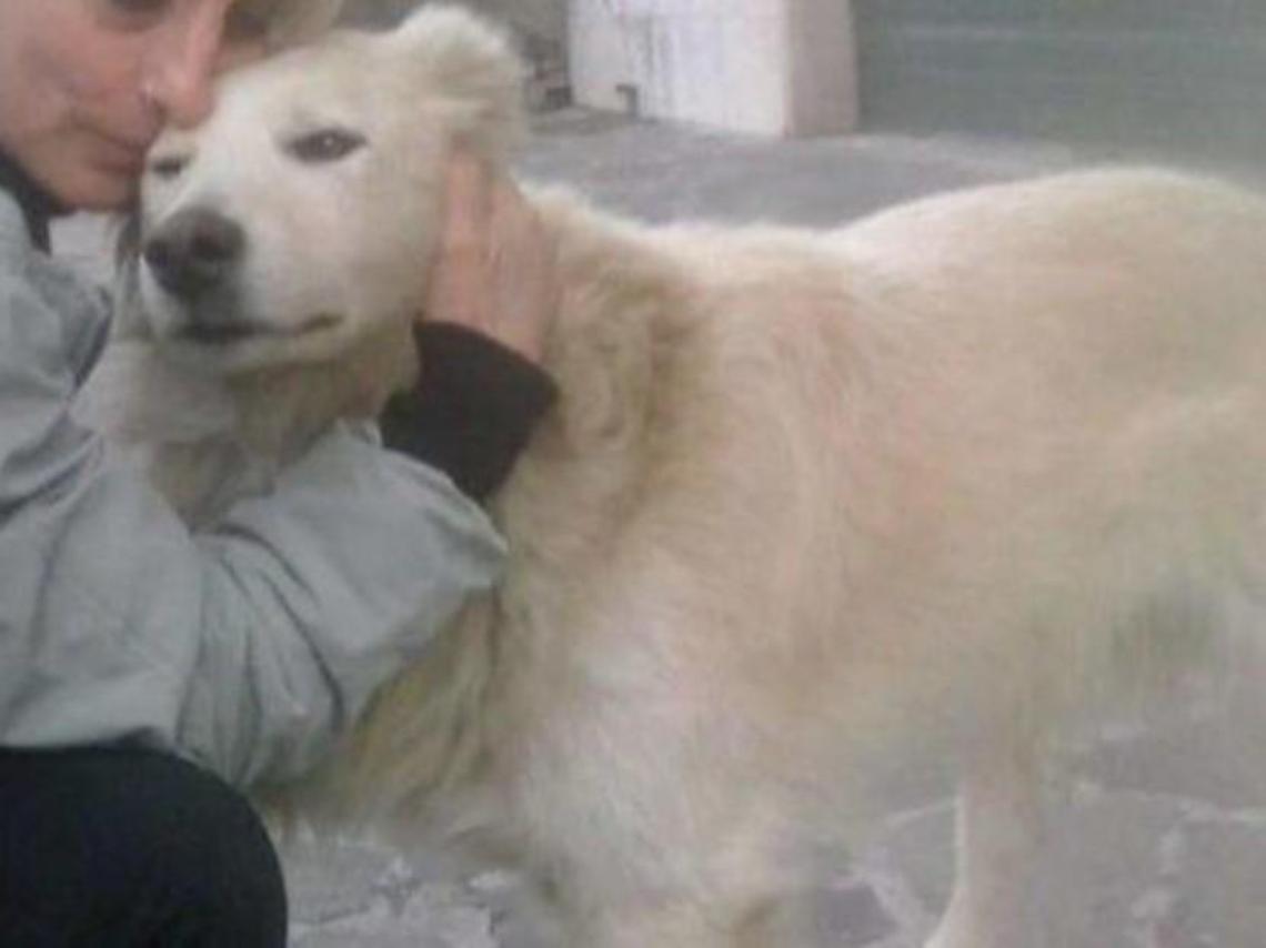 Alatri, il cane mascotte ucciso a bastonate dalla furia umana