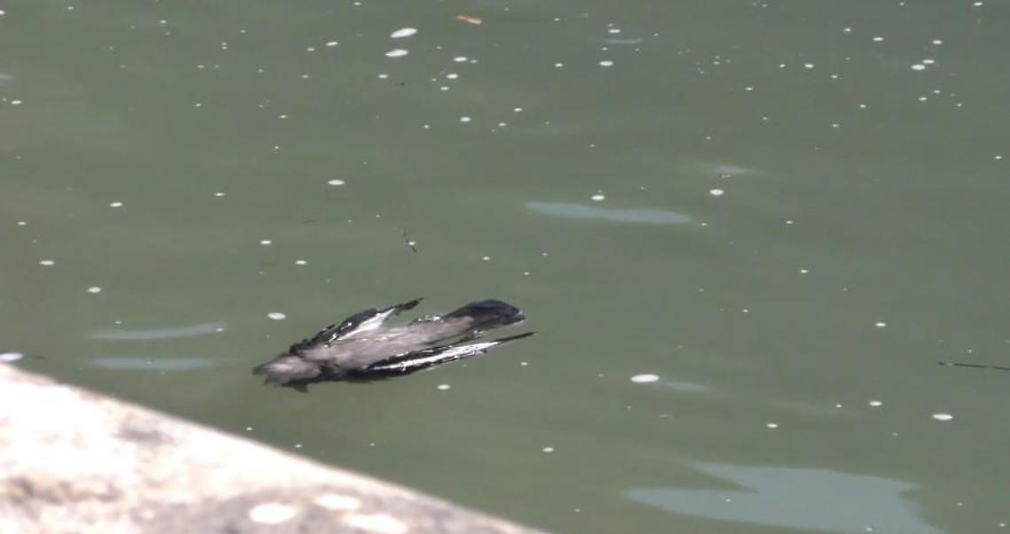 Schiuma bianca invade il fiume Liri: il sindaco chiede accertamenti immediati