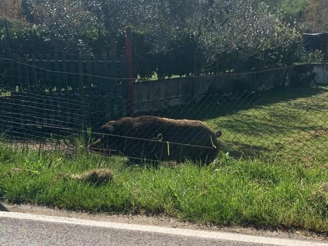 Grosso cinghiale a spasso tra strade e case private: paura tra i residenti