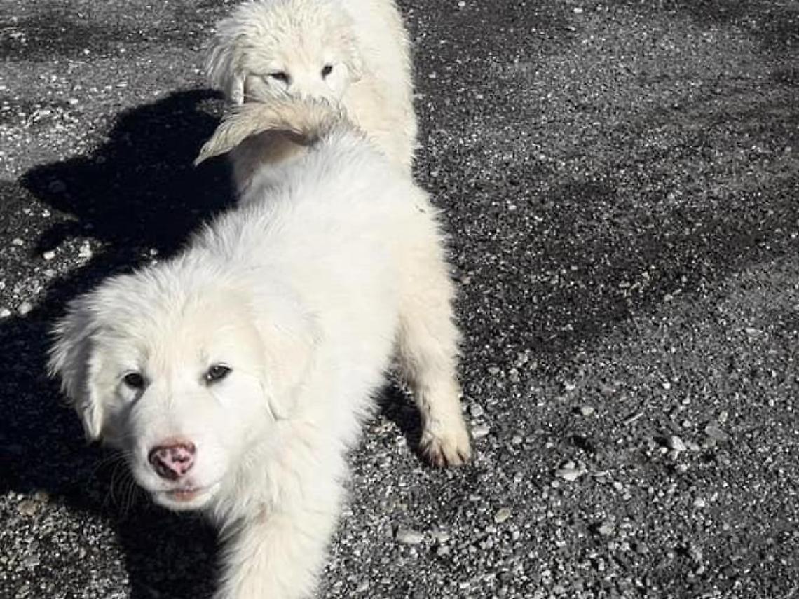 Covid-19, l'emergenza congela le adozioni. Ma moltiplica gli abbandoni